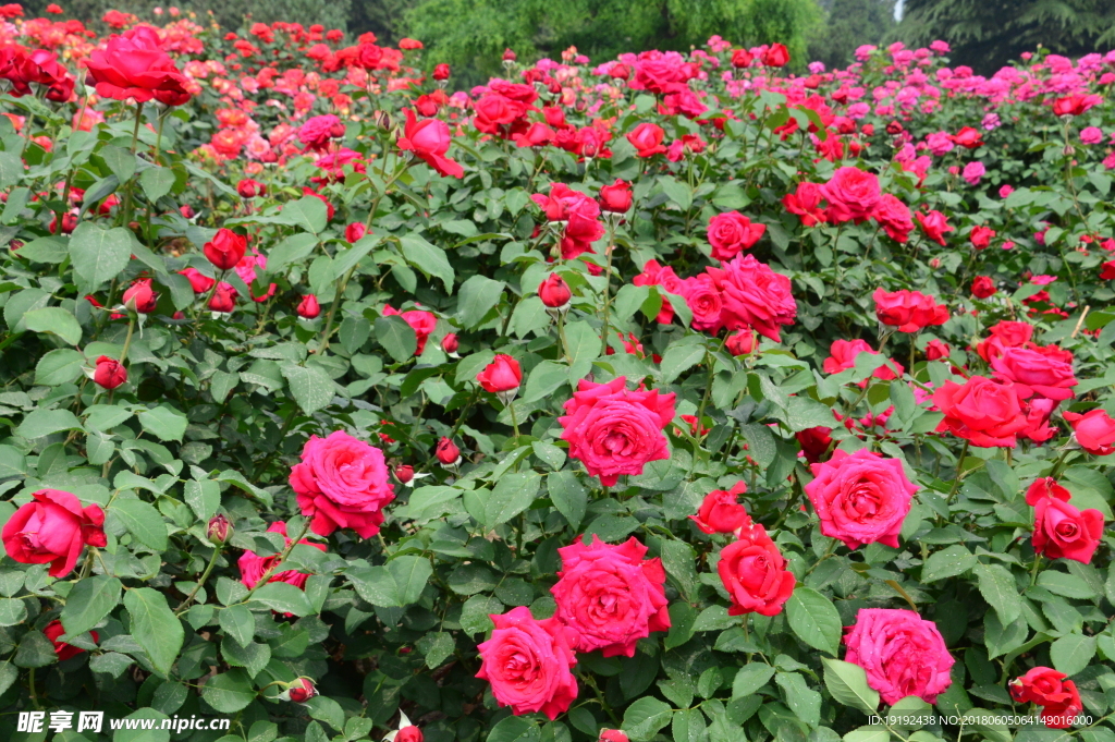 月季花