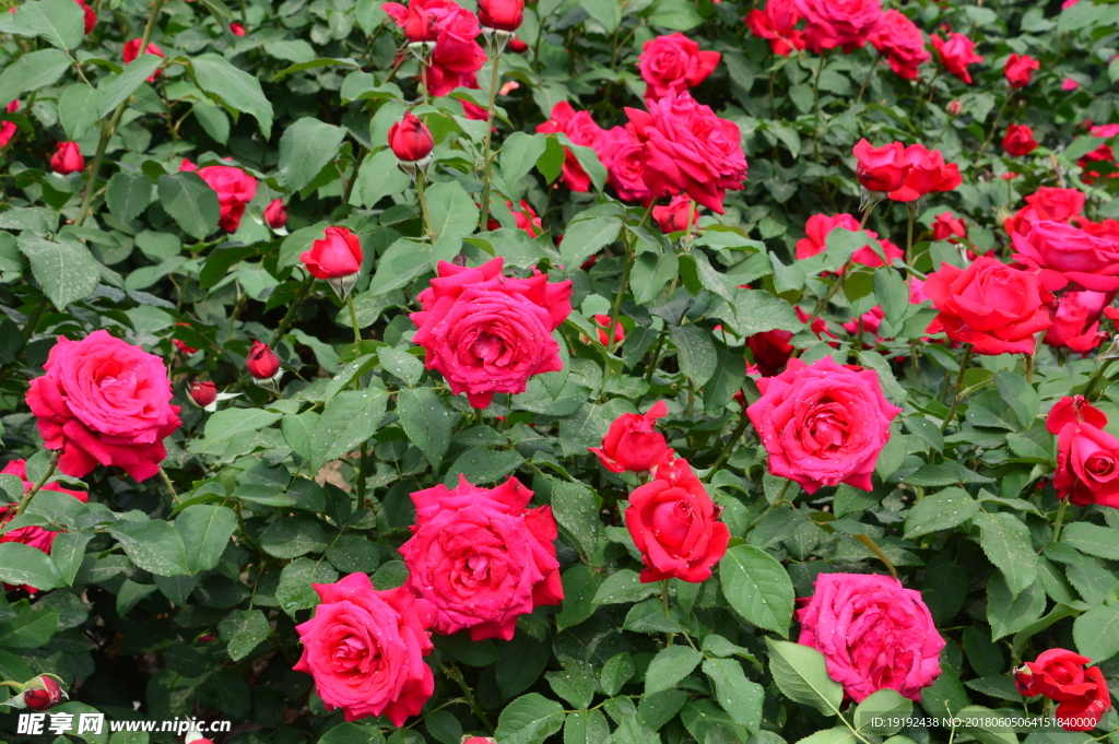 月季花