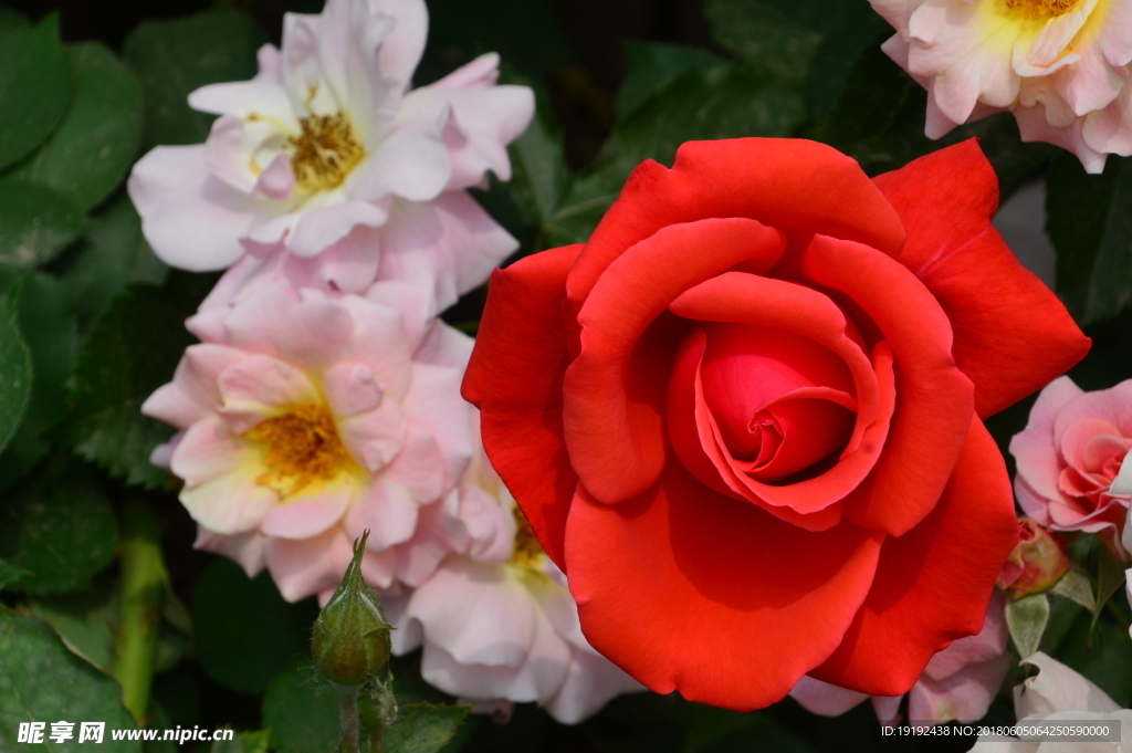 月季花
