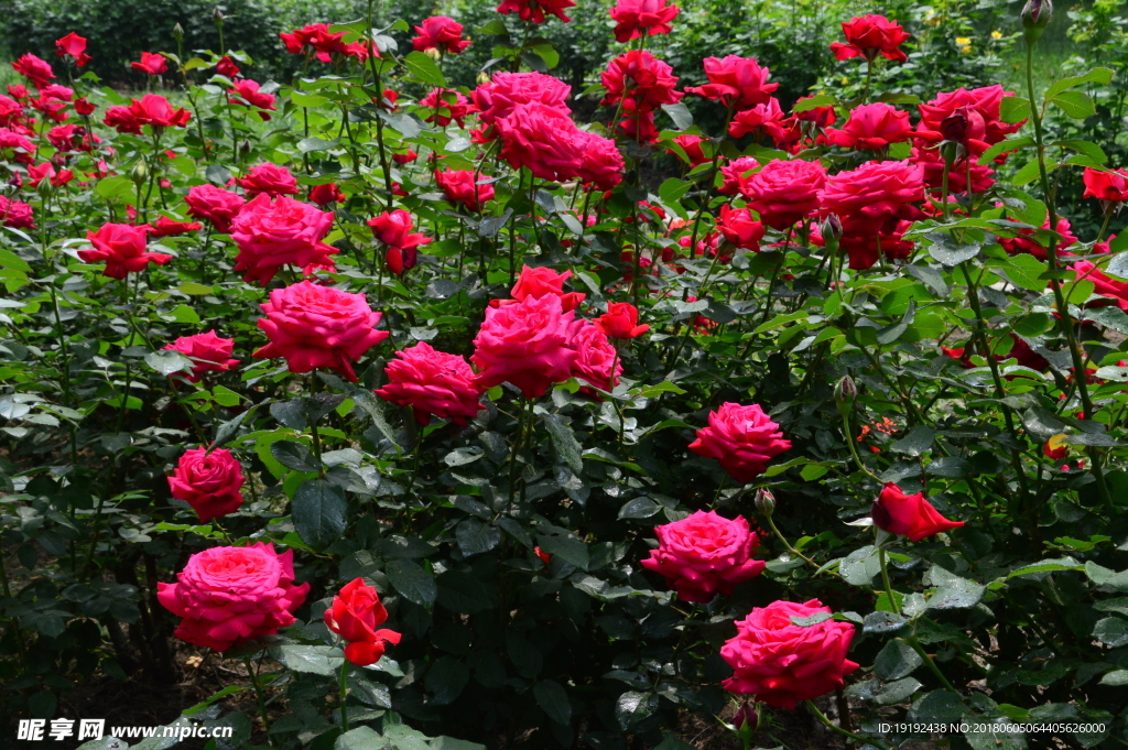 月季花