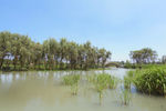 湿地公园河水