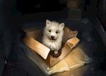 狗