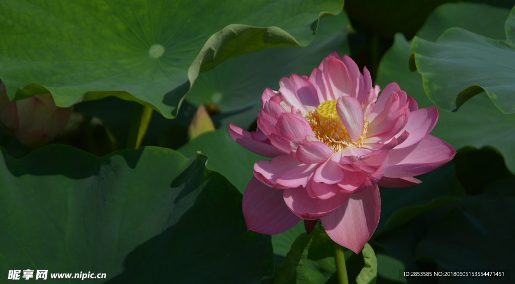 夏日荷花