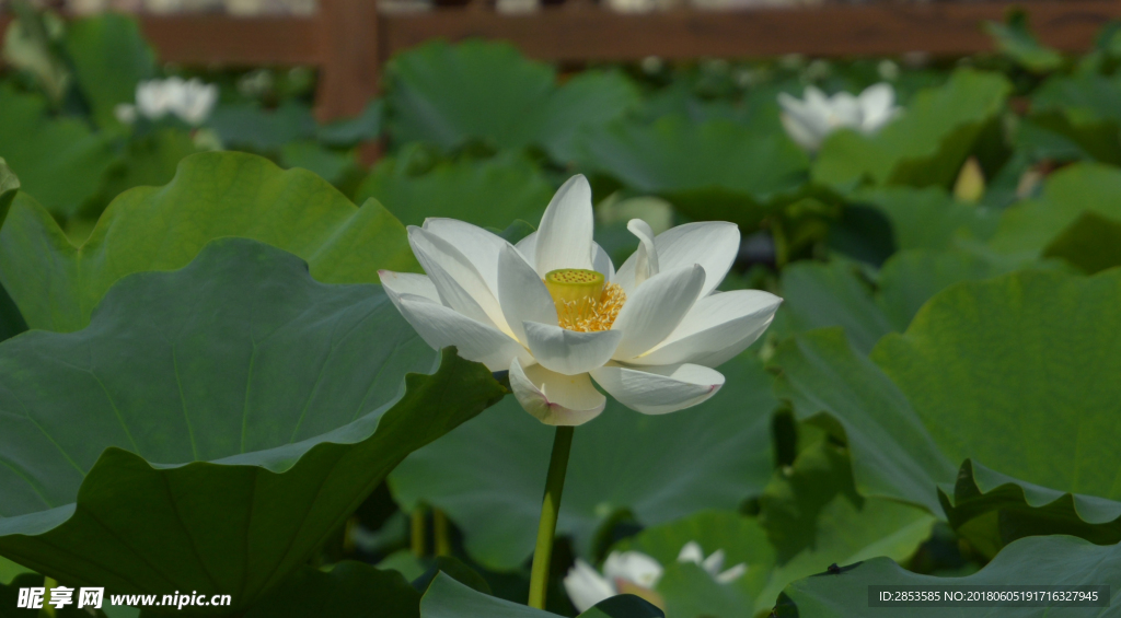 满潭荷花