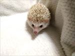 刺猬