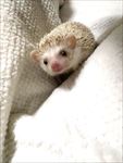 刺猬