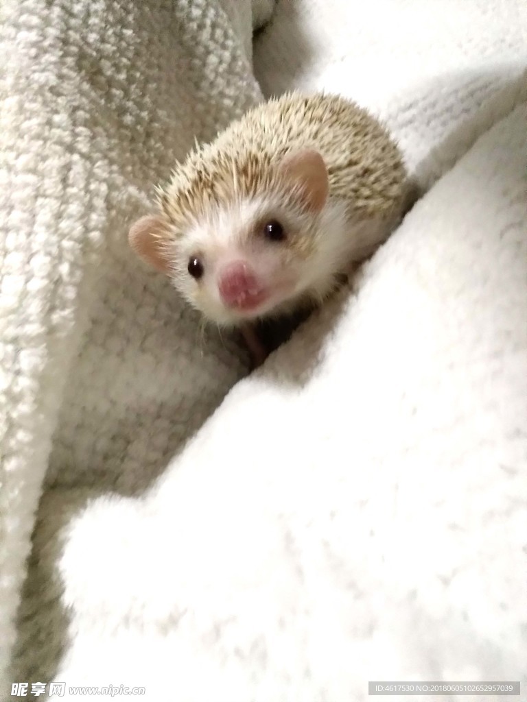 刺猬