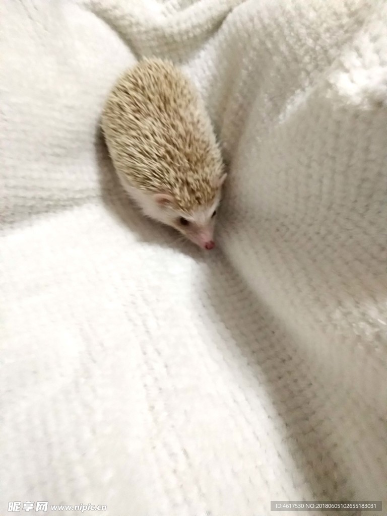 刺猬