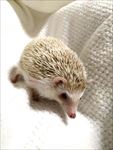 刺猬