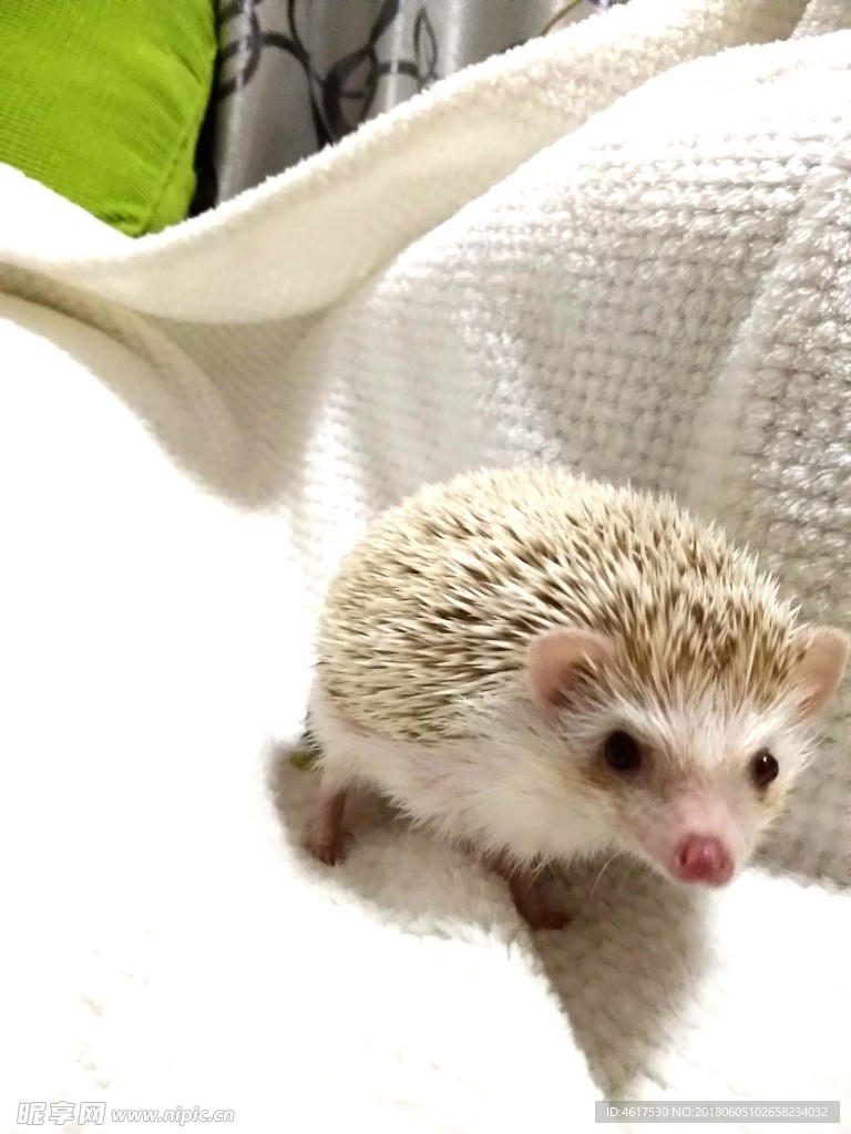 刺猬