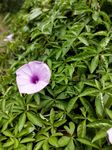 牵牛花