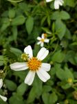 小白花