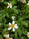 小白花