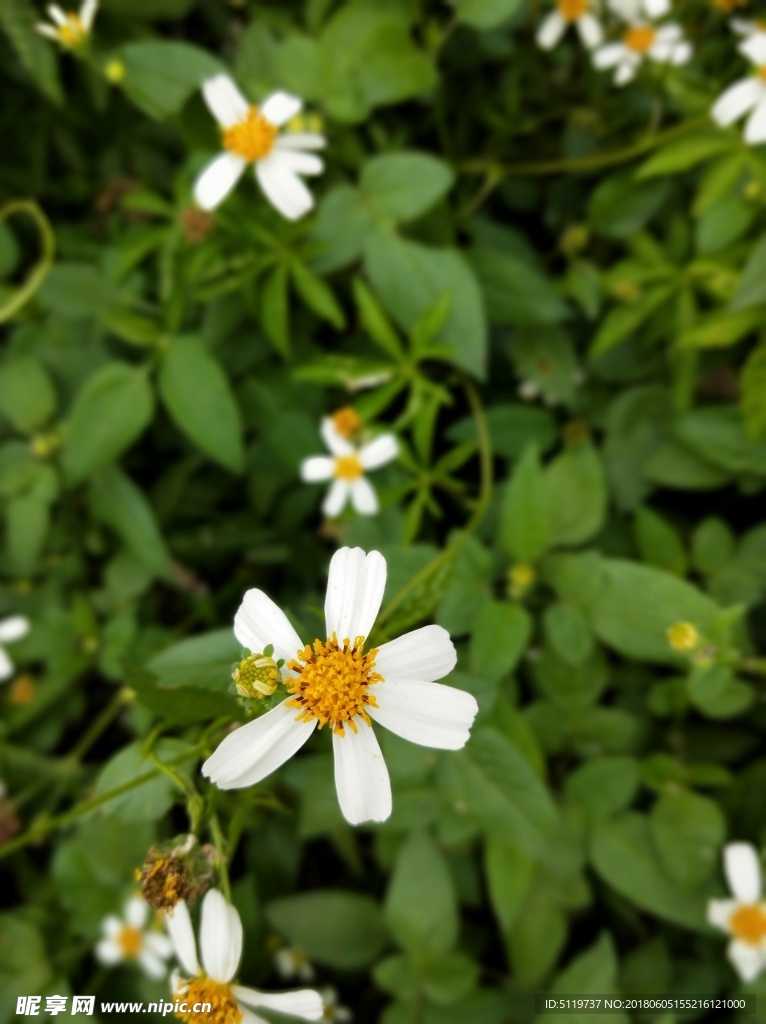 小白花