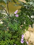 牵牛花