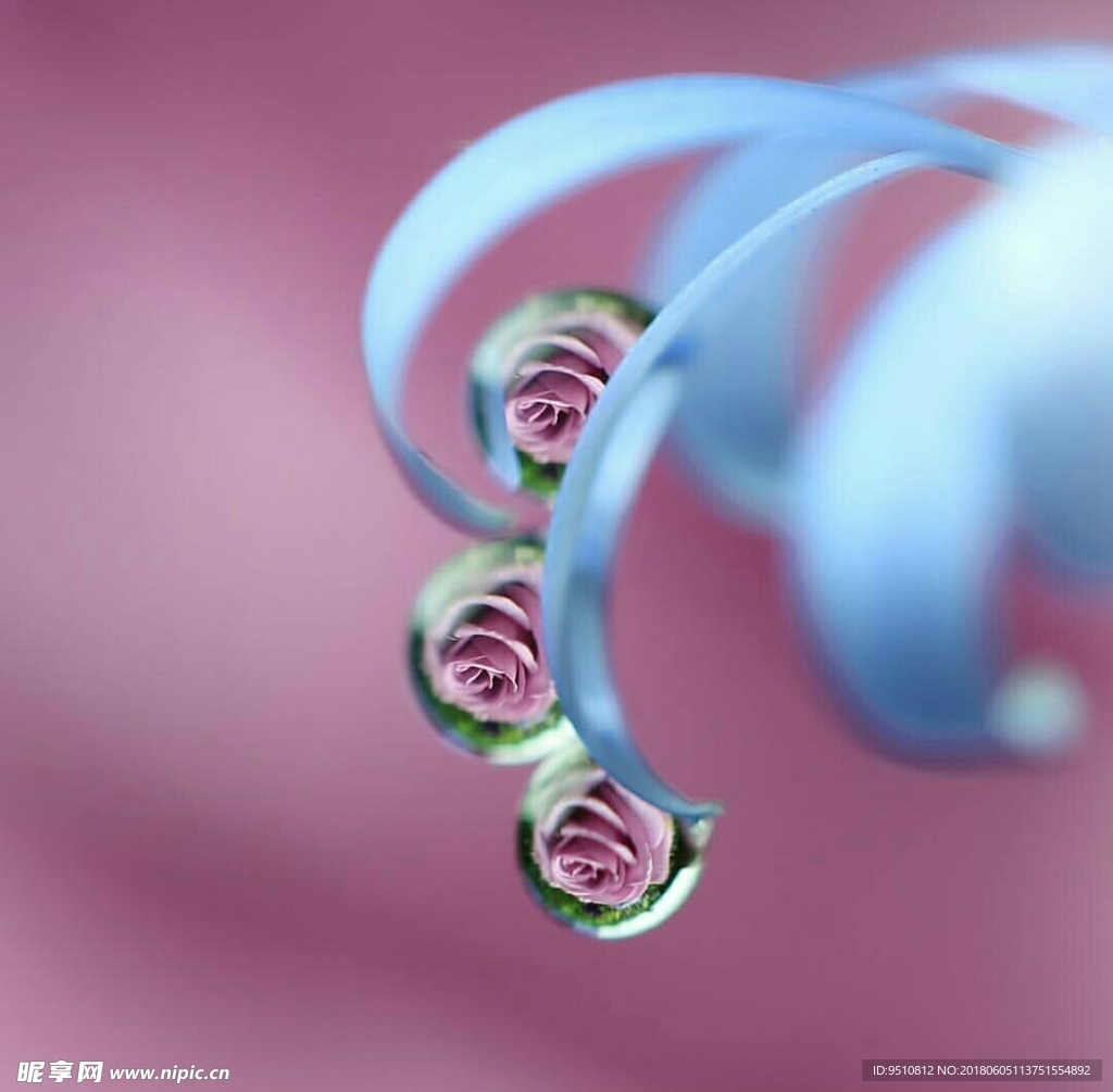 鲜花水滴图片