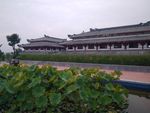 远观荷花