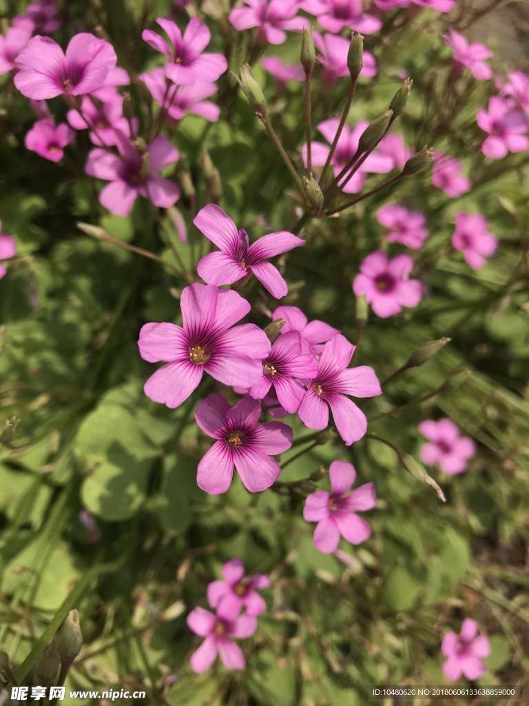 红花醡浆草