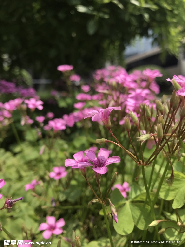 红花醡浆草