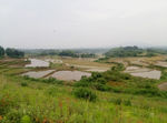 田野