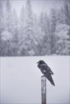 雪中乌鸦