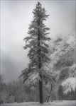 冬季雪景