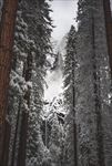 冬季雪景
