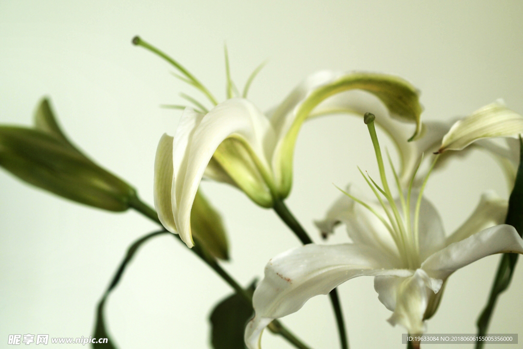 白百合 鲜花