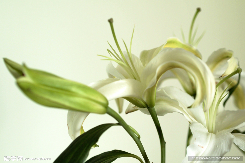 白百合 鲜花 花卉