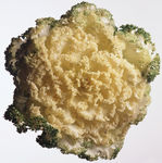 生菜