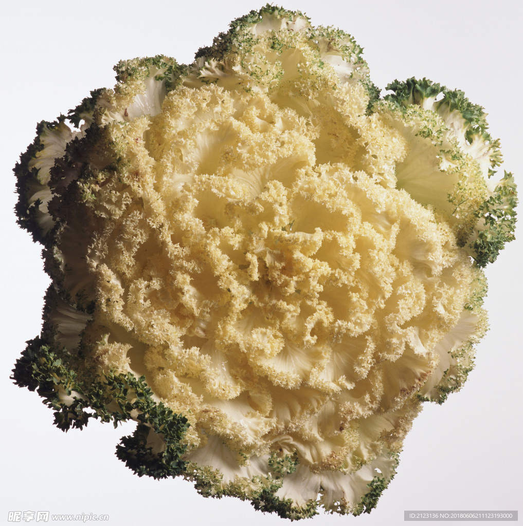 生菜