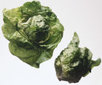 生菜