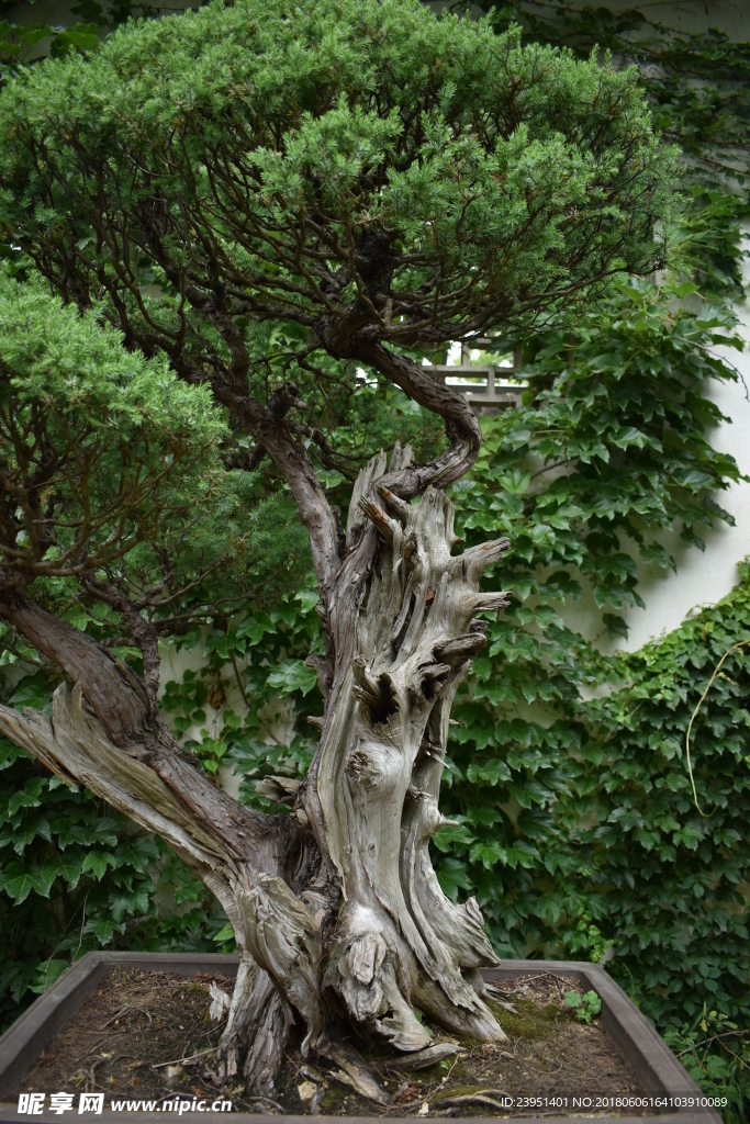 盆景