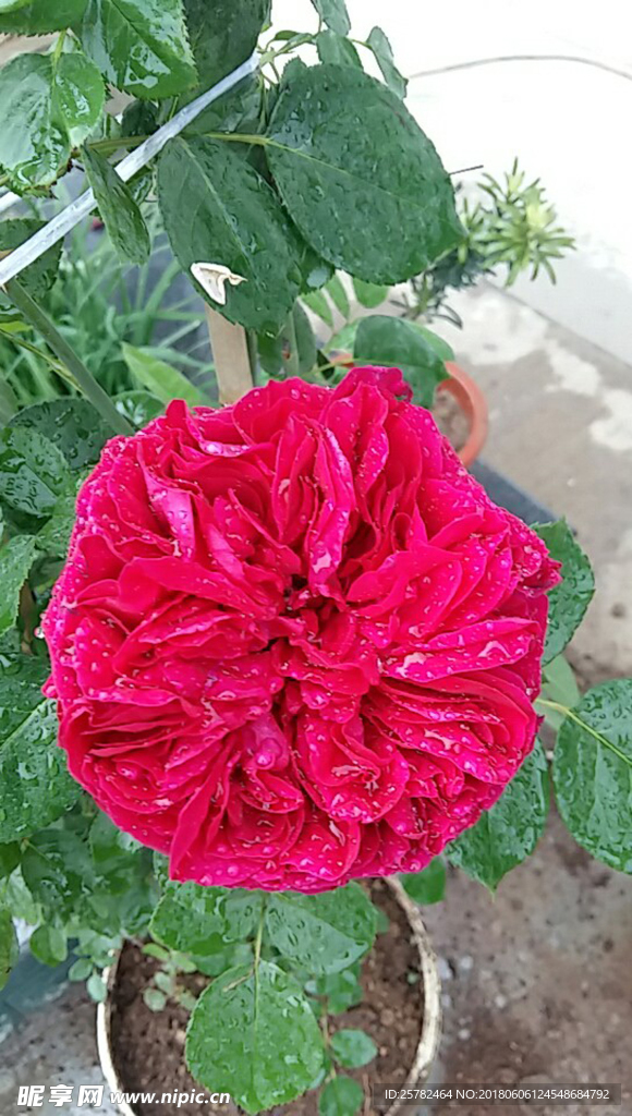 月季花