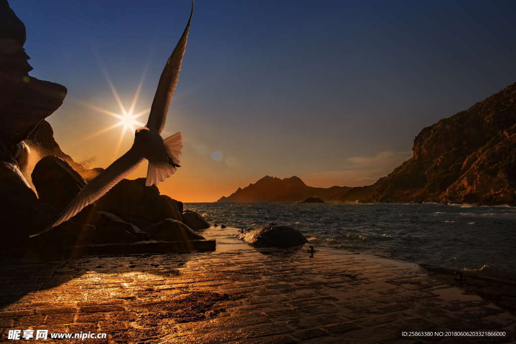海 海鸥 鸟  水鸟
