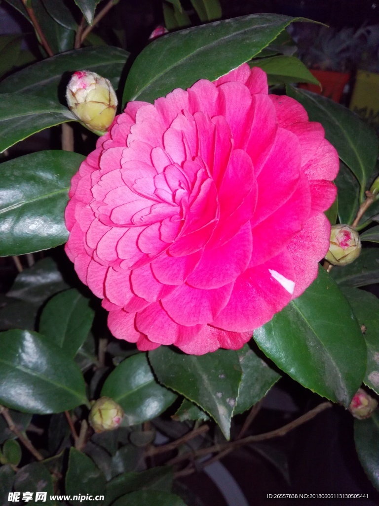 红花