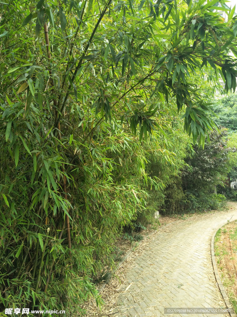 竹林小路