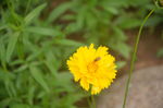 金鸡菊