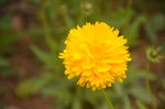 金鸡菊
