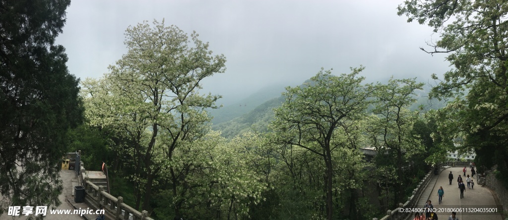 泰山
