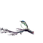 鸟图片