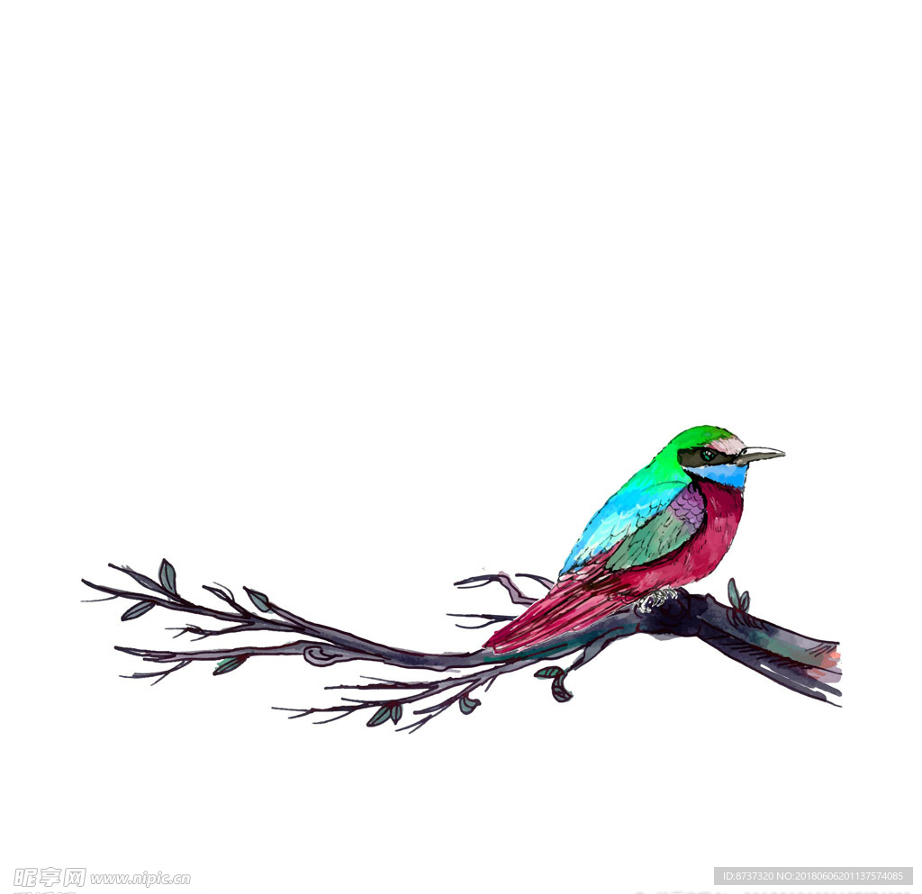 鸟图片