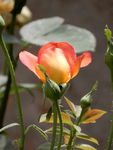 月季花
