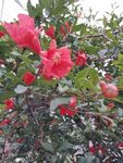 石榴花