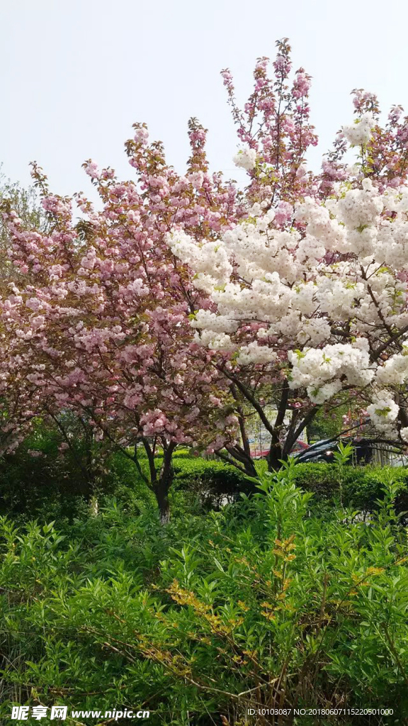 观赏 樱花