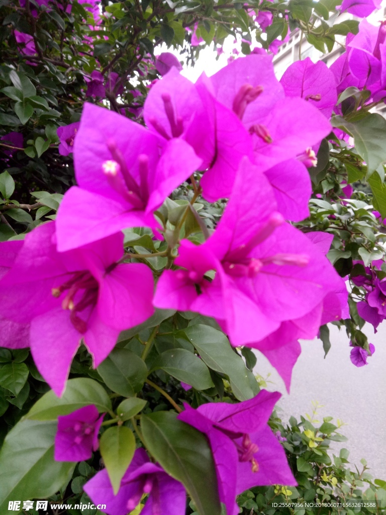 花卉