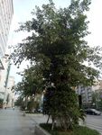 城市与树