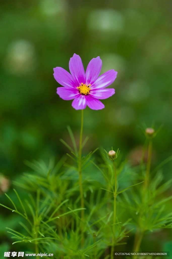 小紫花