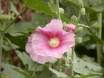 蜀葵花