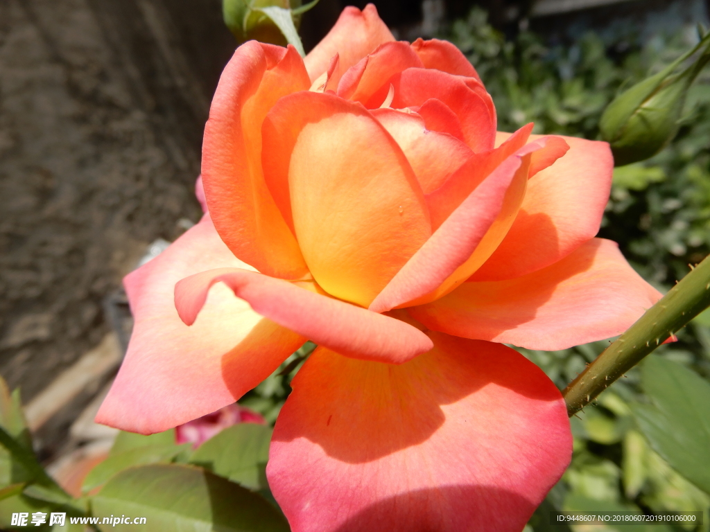 月季花